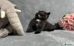 Mixed Breed cats for sale: Ragdoll mixed kittens Grey. Tabby. Speckled. Black - Advert 24