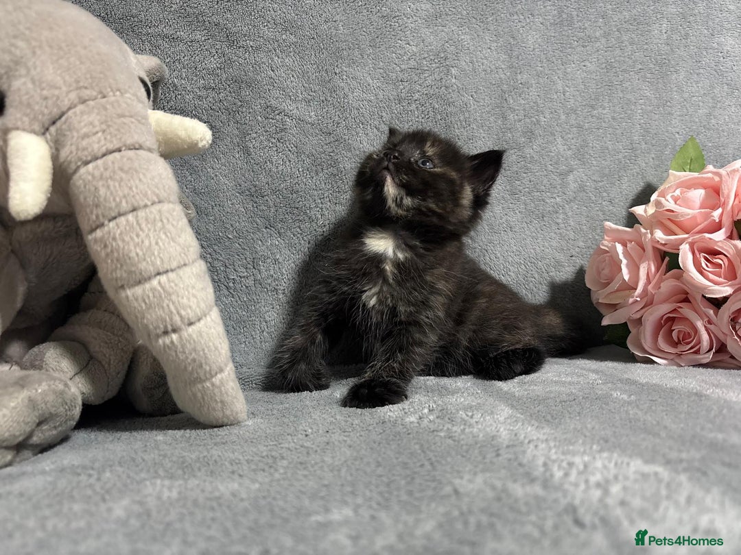 Mixed Breed cats for sale: Ragdoll mixed kittens Grey. Tabby. Speckled. Black - Advert 24