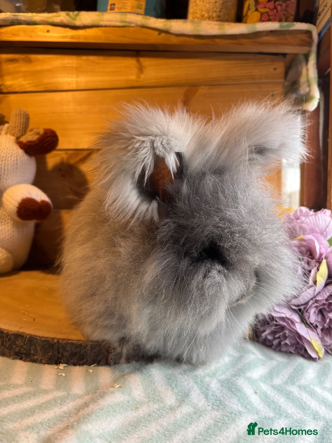 Angora rabbits for sale: ✨vaccinated✨ angora girl looking for 5⭐️🏡 - Advert 2