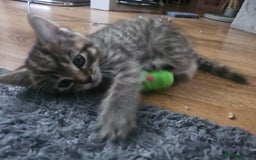European cats for sale: Female tabby europian shorthair mixed kitten 🏡  - Image 17