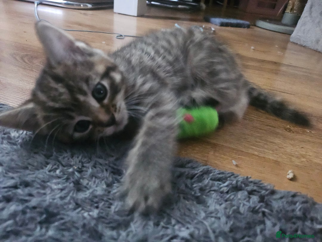 European cats for sale: Female tabby europian shorthair mixed kitten 🏡  - Image 17