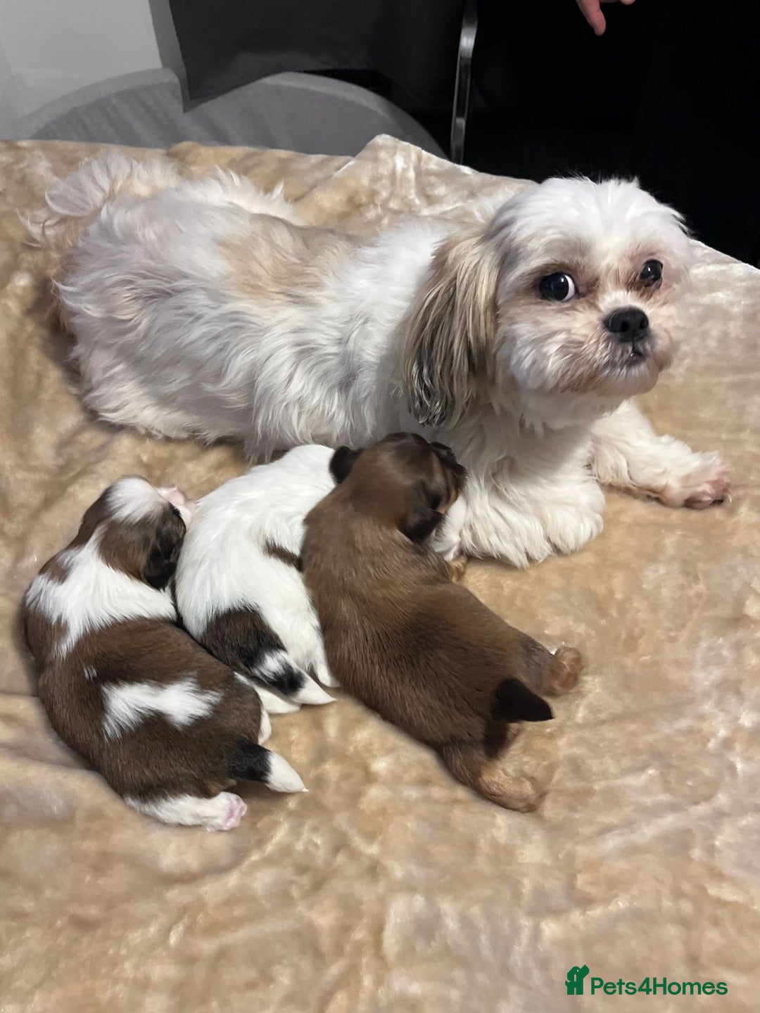Shih Tzu dogs for sale: Shih tzu puppies  - Advert 7