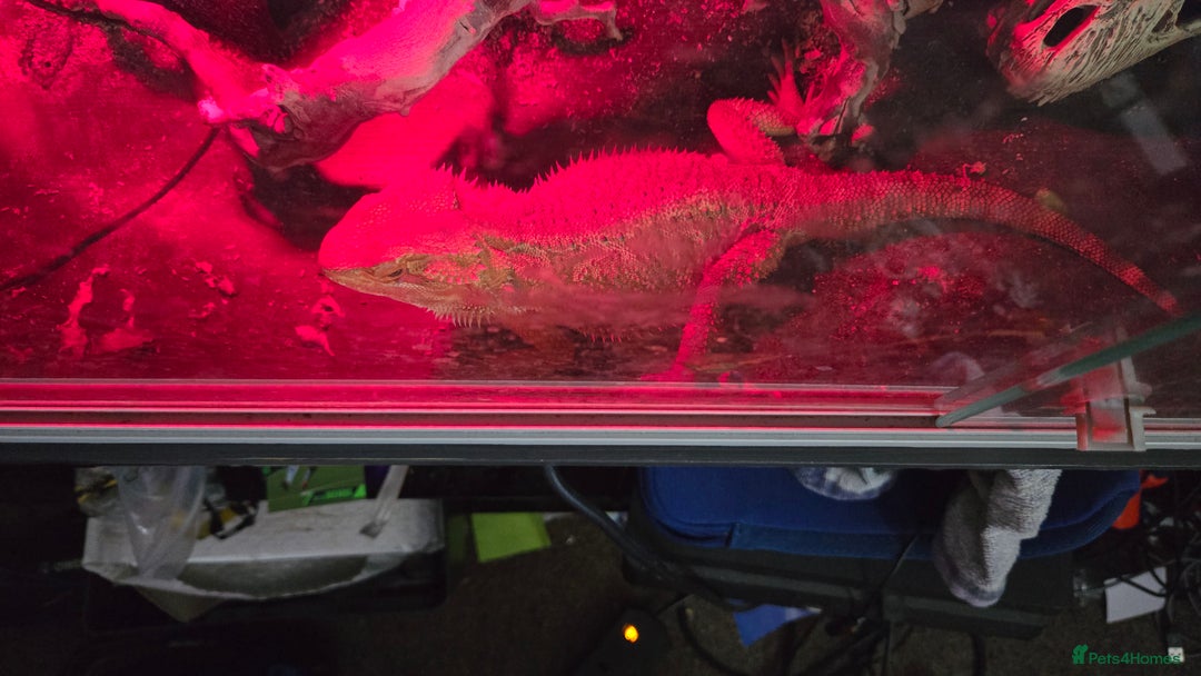 Bearded Dragon reptiles for sale: Male breaded dragon 1 year old - Image 11
