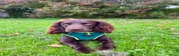 Sprocker dogs for stud: Stunning Cocker Spaniel X available for Stud  - Advert 6