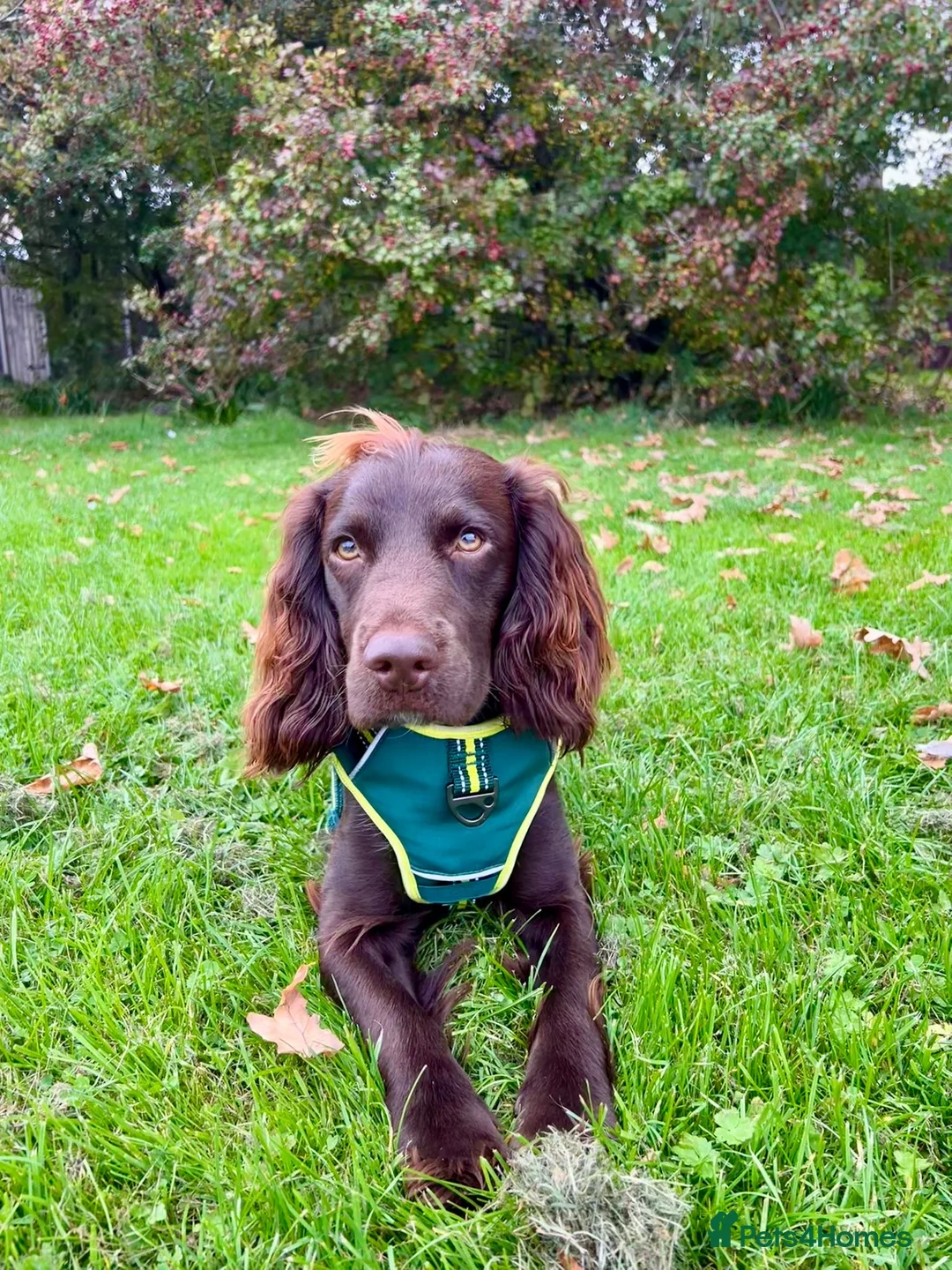 Sprocker dogs for stud: Stunning Cocker Spaniel X available for Stud  - Advert 6