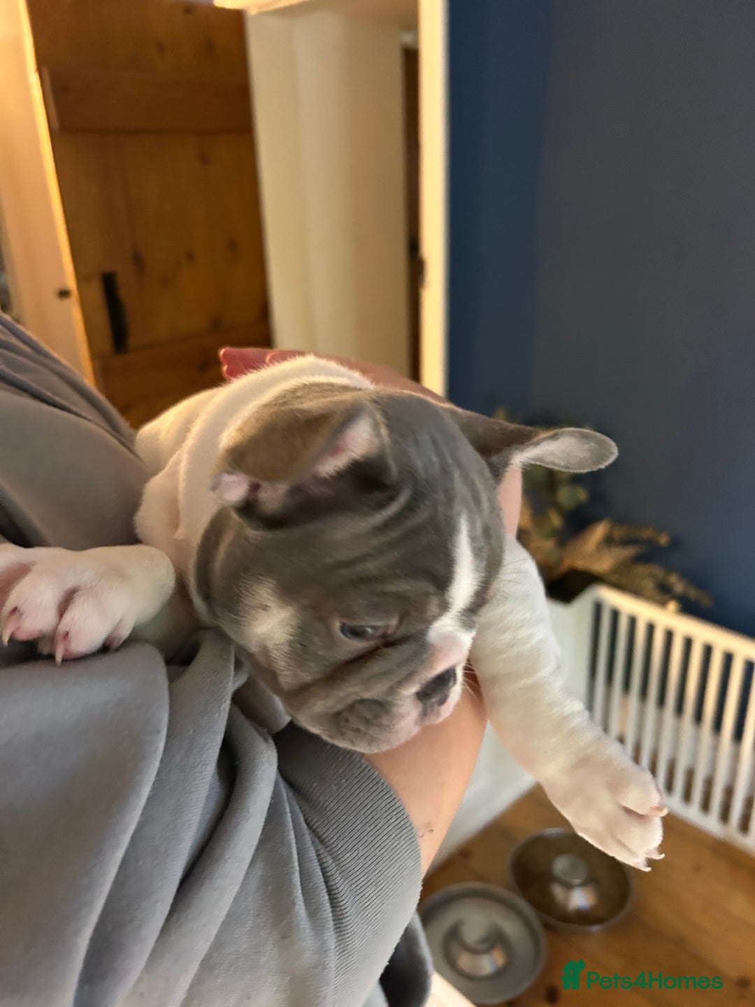 French Bulldog dogs for sale: ✨ REDUCED! STUNNING FRENCHIES LILAC TAN PIED 😍 - Image 12