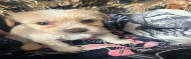 Chinese Crested 4