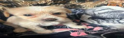 Chinese Crested dogs for sale: chinese crested for sale  - Advert 2