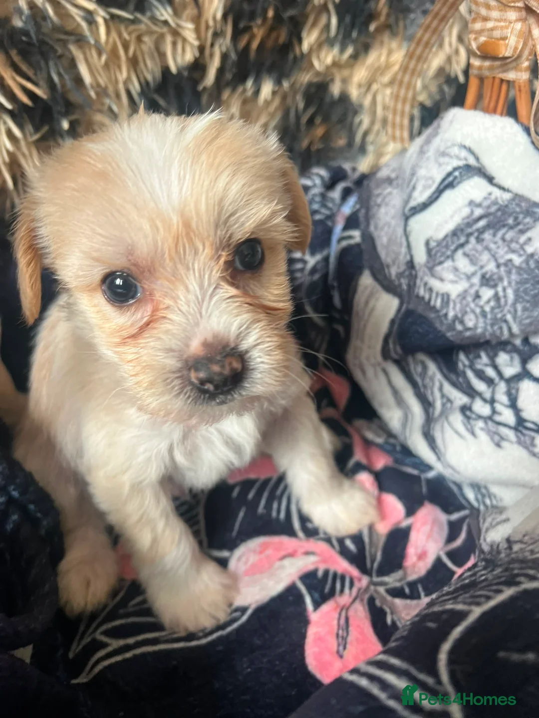 Chinese Crested dogs for sale: chinese crested for sale  - Advert 2