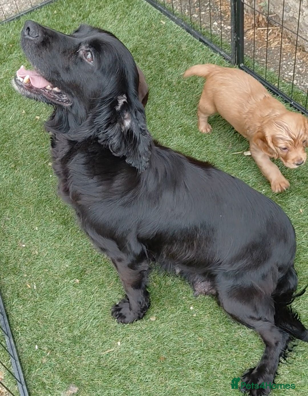 Sprocker dogs Sprocker puppies - Advert 2