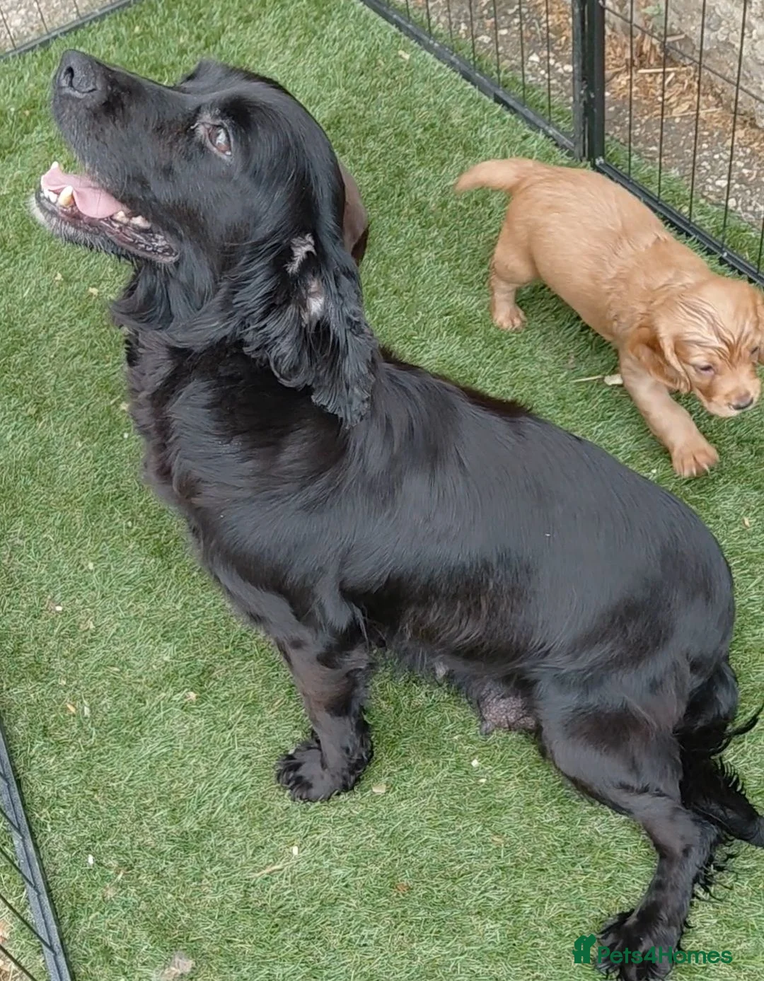 Sprocker dogs for sale: Sprocker puppies - Advert 1