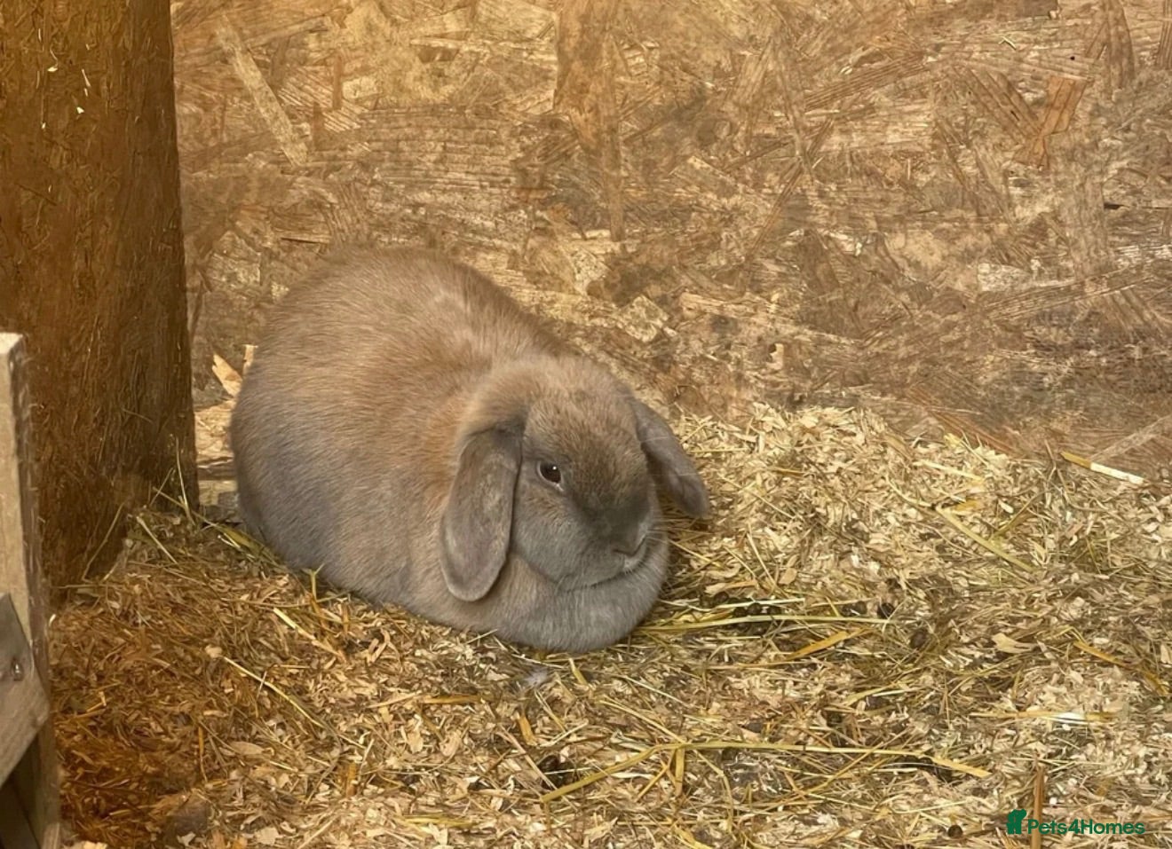 Mixed Breed rabbits Two mini lops aged around 4 and a lion head  - Advert 2