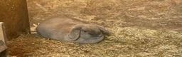 Mixed Breed rabbits for sale: Two mini lops aged around 4 and a lion head  in Boston - Advert 1