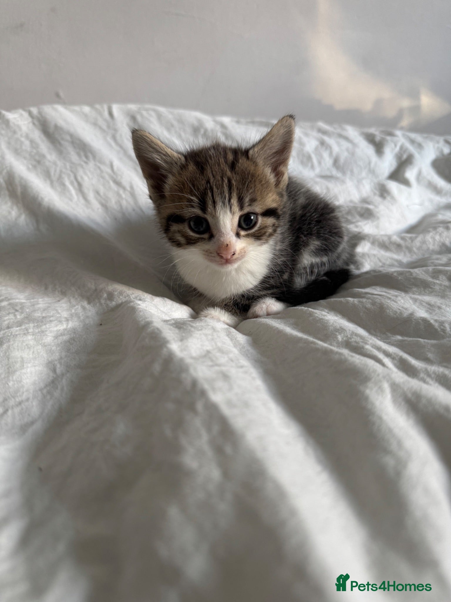 Mixed Breed cats 4 beautiful Kittens ready too go in 2 weeks  - Advert 2