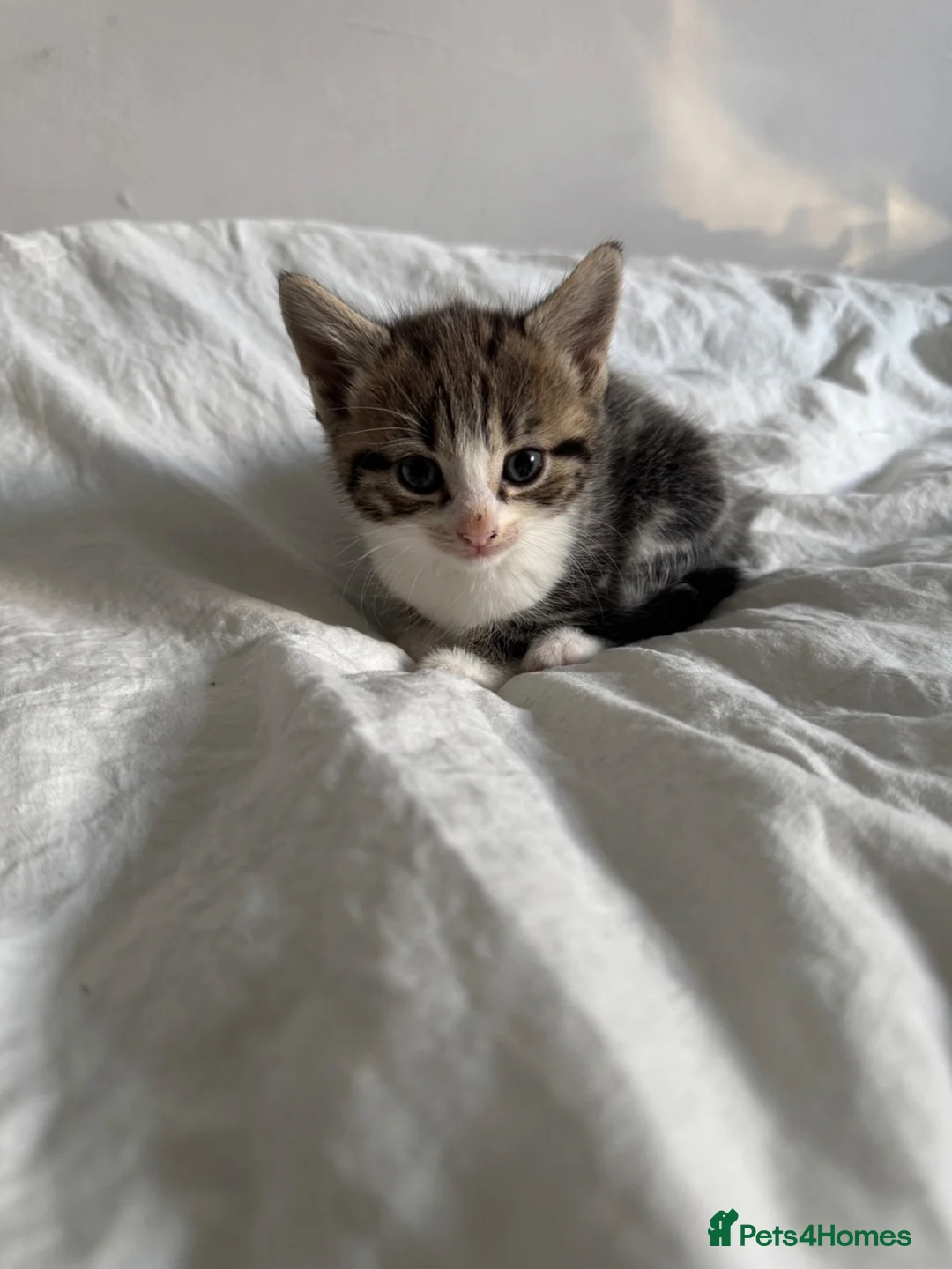 Mixed Breed cats for sale: 4 beautiful Kittens ready too go in 2 weeks  - Advert 1