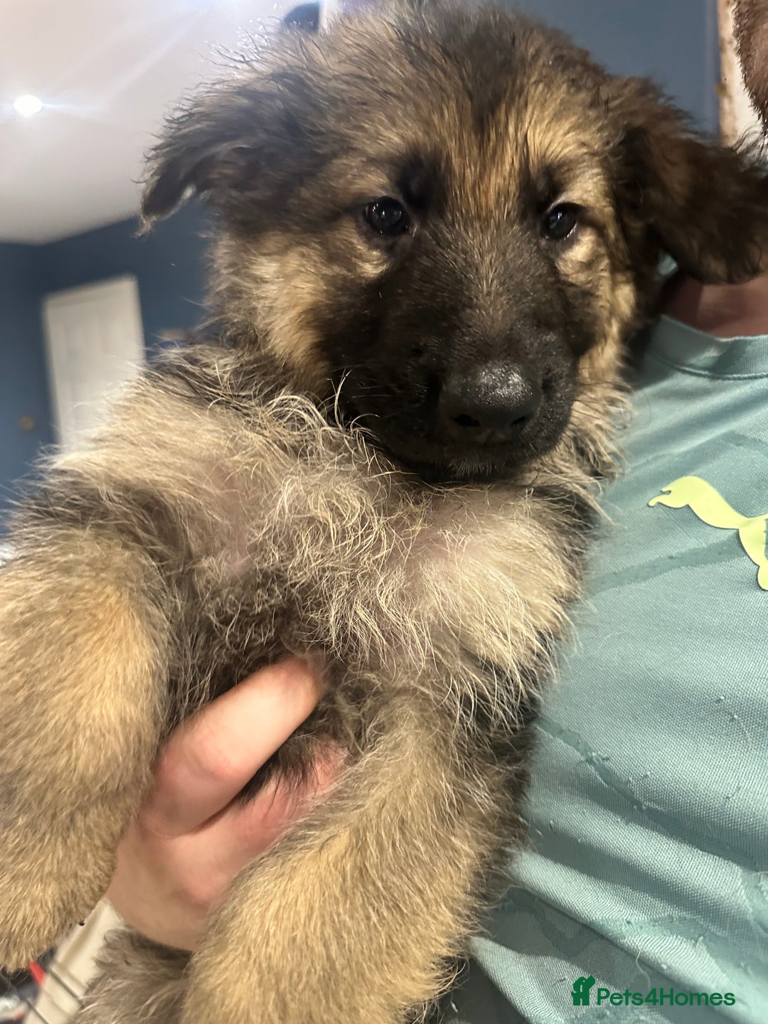 German Shepherd dogs for sale: German Shepherd puppies *Open to sensible offers* - Advert 9