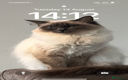 Ragdoll cats for sale: Full pedigree Ragdoll  - Image 4