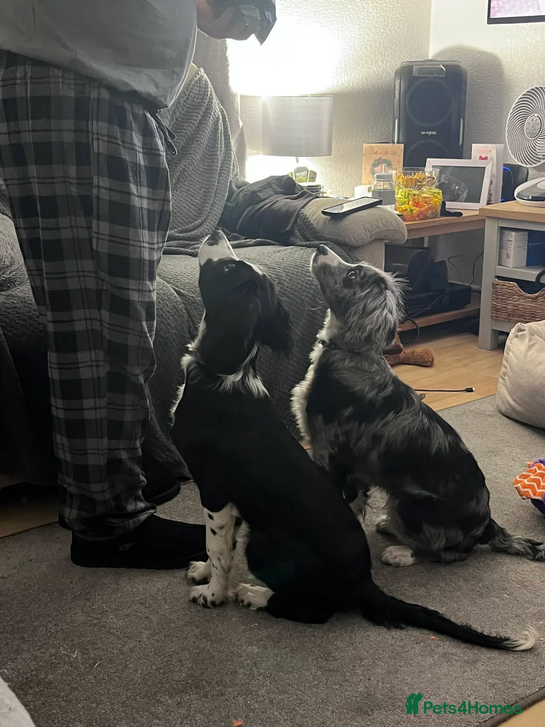 Mixed Breed dogs for sale: Borderlier pup - Advert 3