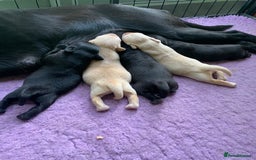 Labrador Retriever dogs for sale: Beautiful Quality Pedigree Labrador Puppies - Image 3