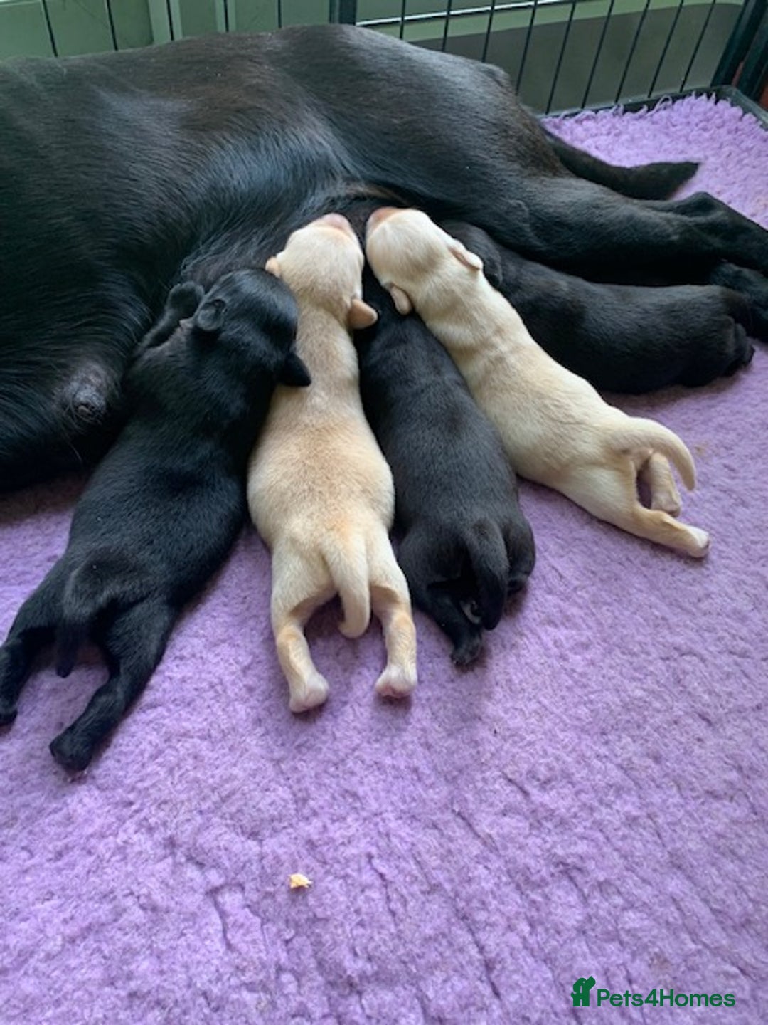 Labrador Retriever dogs for sale: Beautiful Quality Pedigree Labrador Puppies - Image 3