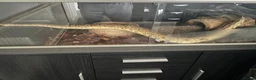 Python Snake reptiles for sale: Ball pythons  - Advert 6