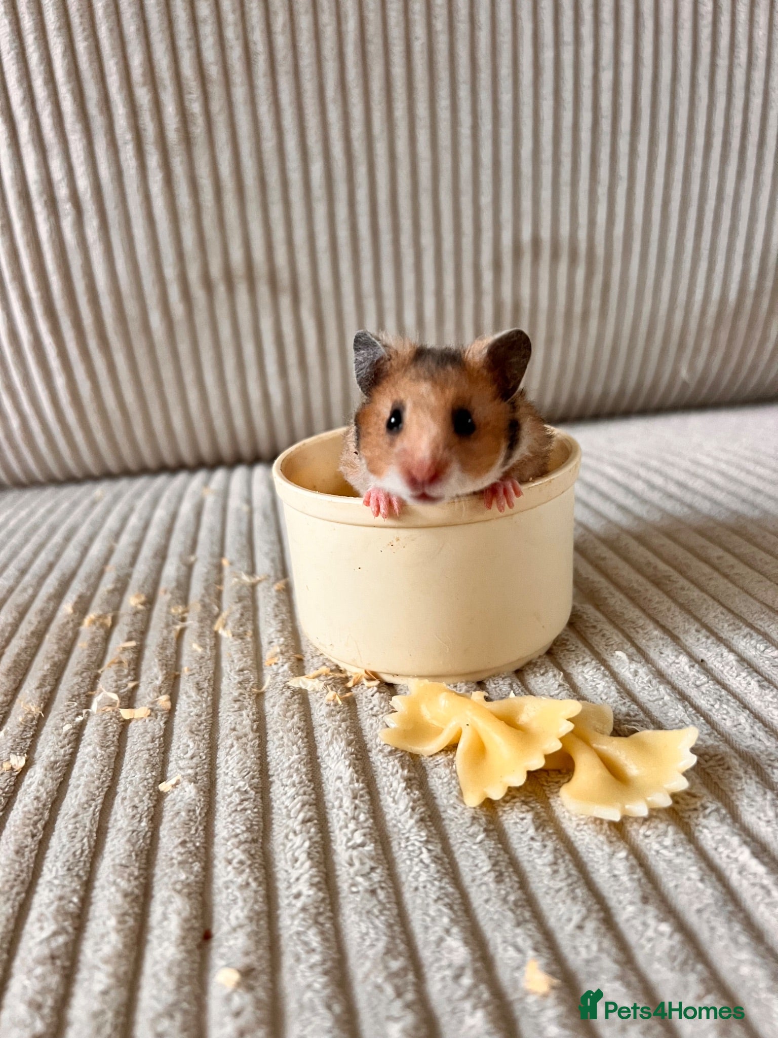 Hamster rodents Syrian hamster babies - Advert 1