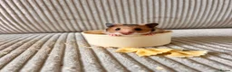 Hamster rodents for sale: Syrian hamster babies - Advert 1