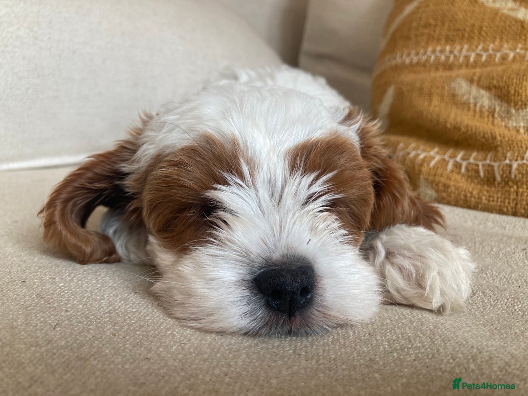 Cavapoo dogs for sale: 8 week old Cavapoo girl - Image 4
