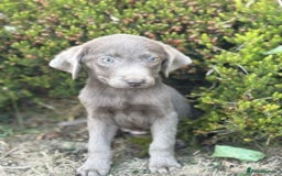 Labrador Retriever dogs for sale: Stunning sliver labradors  - Image 2