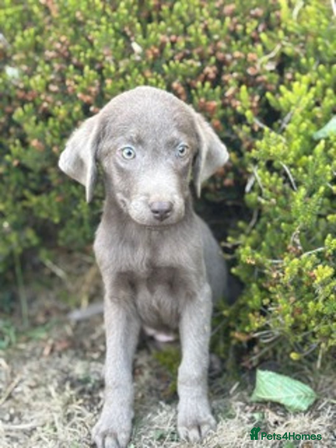 Labrador Retriever dogs for sale: Stunning sliver labradors  - Image 2