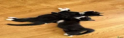 Mixed Breed cats for sale: Beautiful black & white kittens for sale  - Advert 12