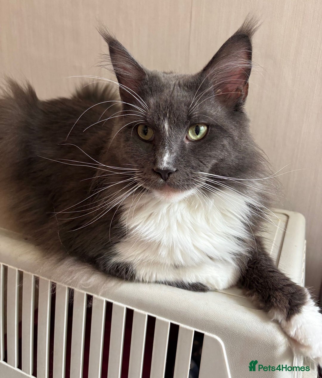 Maine Coon cats for sale: Beautiful Maine Coon Kittens Available - Advert 10