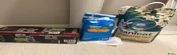 Domestic Shorthair cats for sale: 8week female kitten + all essentials (worth£100+)  in Coventry - Advert 3