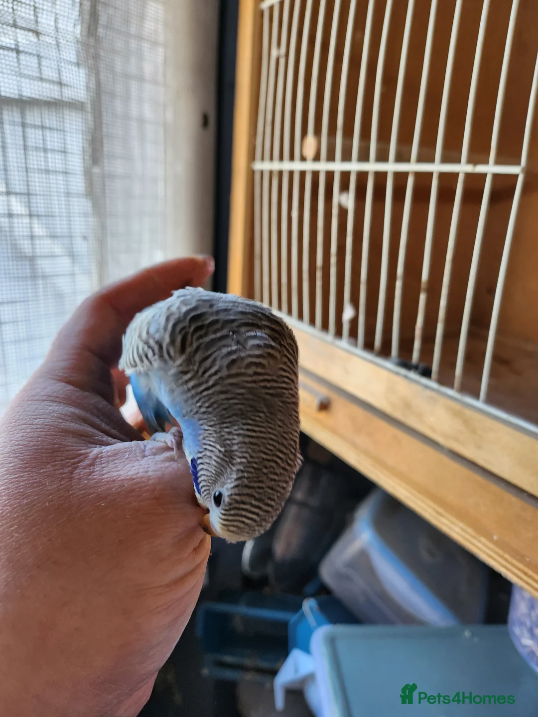 Budgerigars birds for sale: Baby budgies - Advert 2