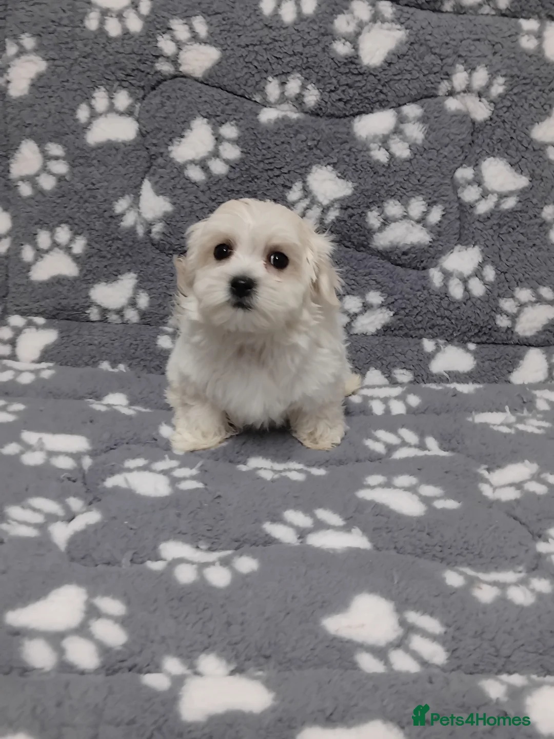 Maltese dogs for sale: Maltese female puppy - Advert 7