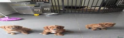 Cavapoo dogs for sale: Extensively health tested F1 Cavapoos - Advert 12