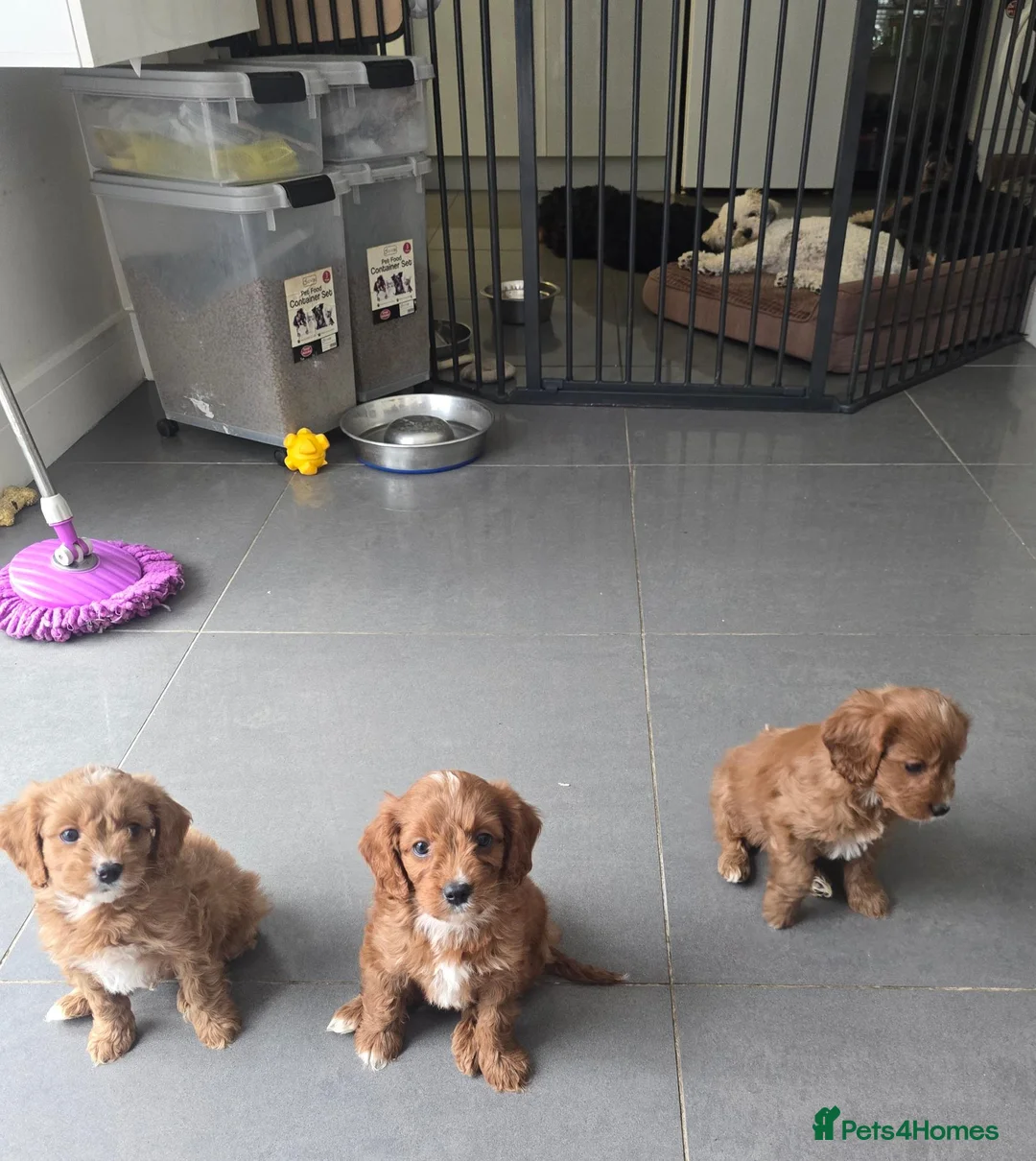 Cavapoo dogs for sale: Extensively health tested F1 Cavapoos - Advert 12