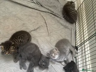 British Shorthair cats for sale: British short hair Mix Breed (please read add!) - Advert 1