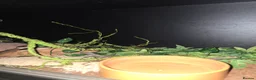 Python Snake reptiles for sale: 5x royal pythons and set ups in Birmingham - Advert 19