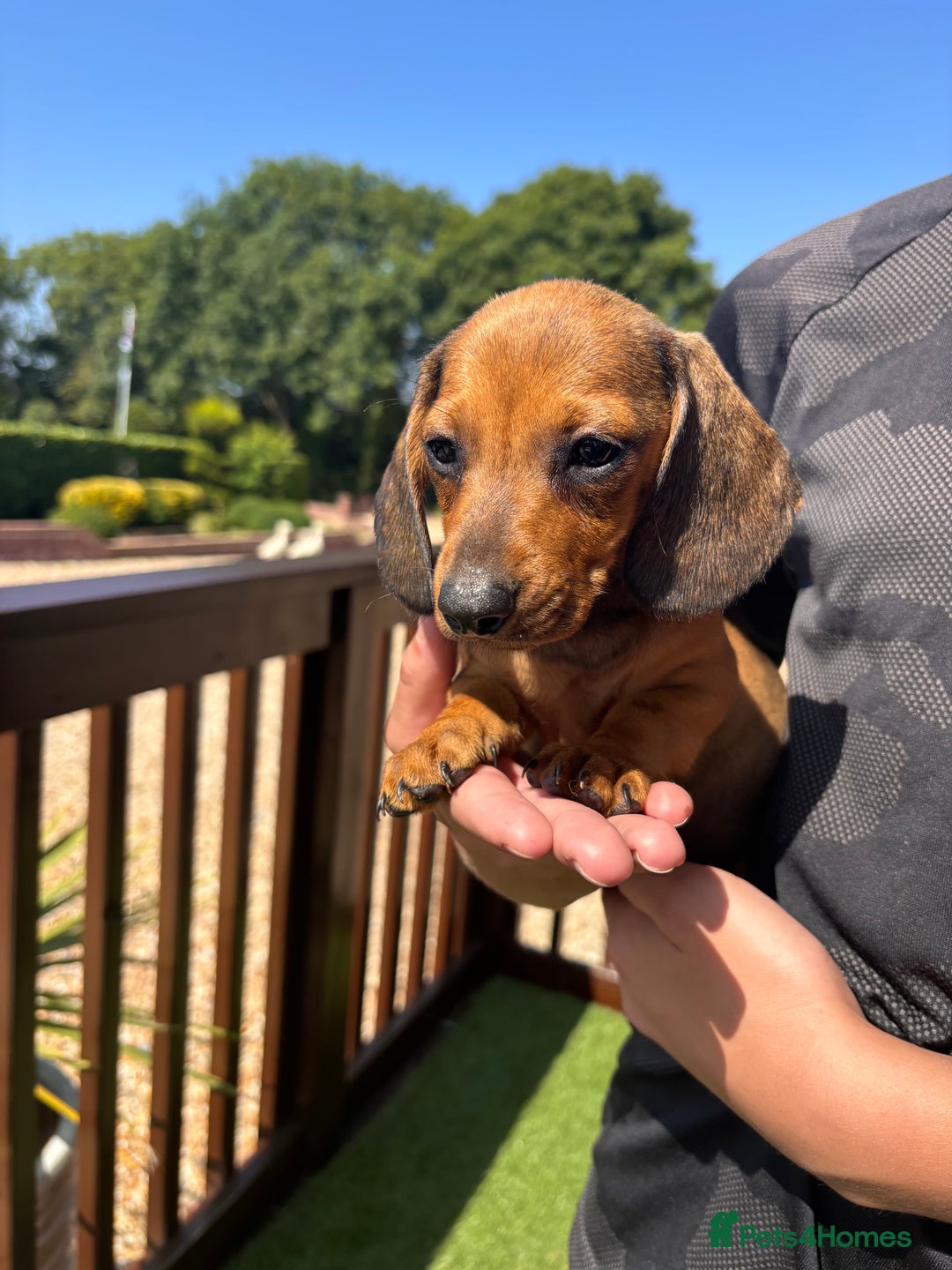Dachshund dogs for sale: 1 gorgeous boy Available Ready to leave 🐶🏡 in Cullompton - Image 9