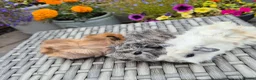 Guinea Pig rodents for sale: Californian Funky Guinea Pigs  - Advert 4