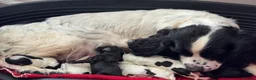 Cockapoo dogs for sale: Stunning F1b Miniature Cockapoos DNA clear - Advert 20