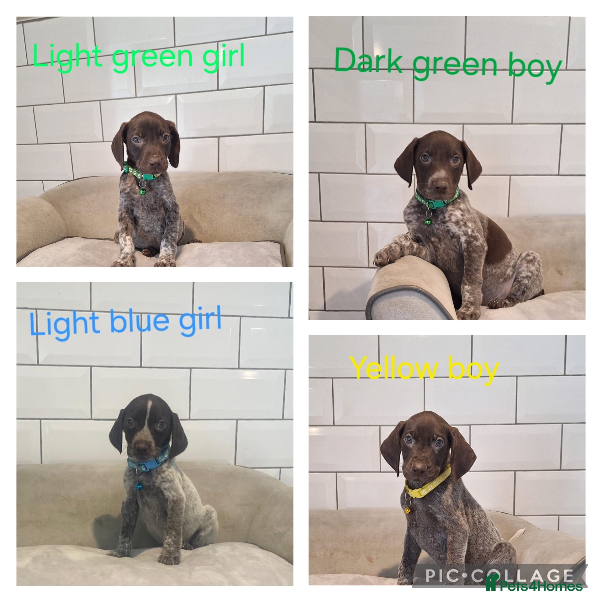 German Shorthaired Pointer dogs 🤎🤍 KC reg German Shorthaired Pointers 🤍🤎 - Advert 1