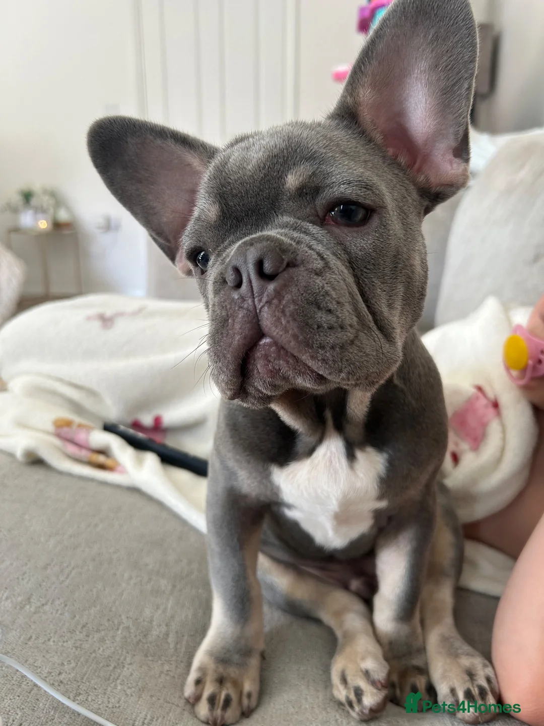 French Bulldog dogs for sale: 12 week old male French Bulldog - Advert 1