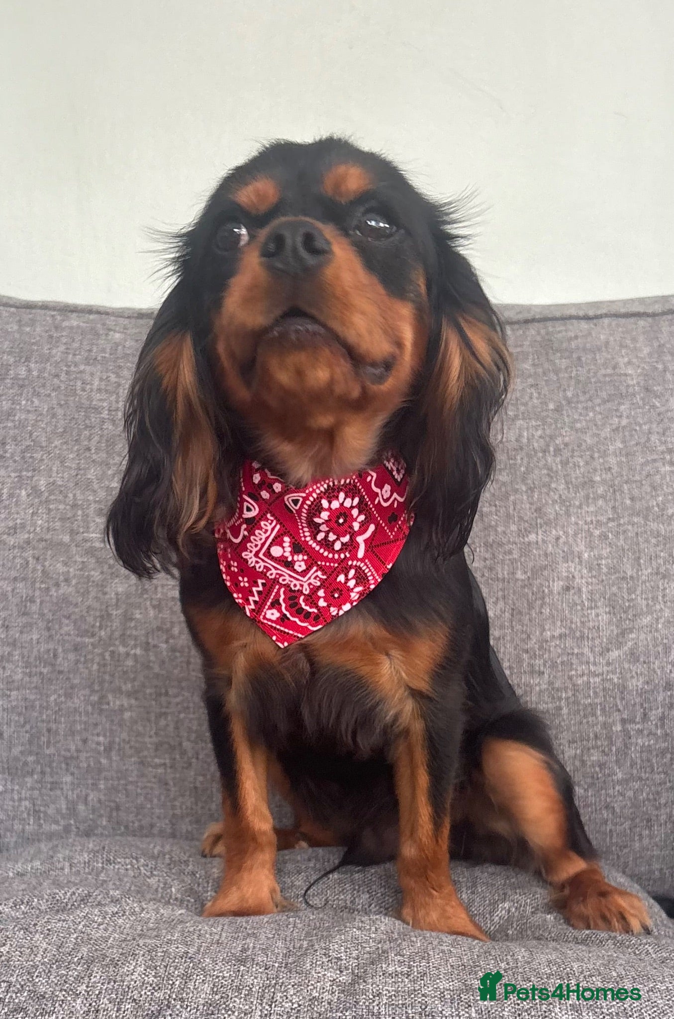 Cavalier King Charles Spaniel dogs KC Registered KCCS B&T boy for sale  - Advert 2