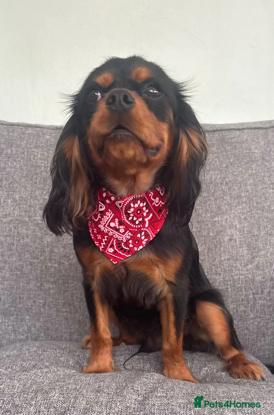 Cavalier King Charles Spaniel dogs for sale: KC Registered KCCS B&T boy for sale  - Advert 2