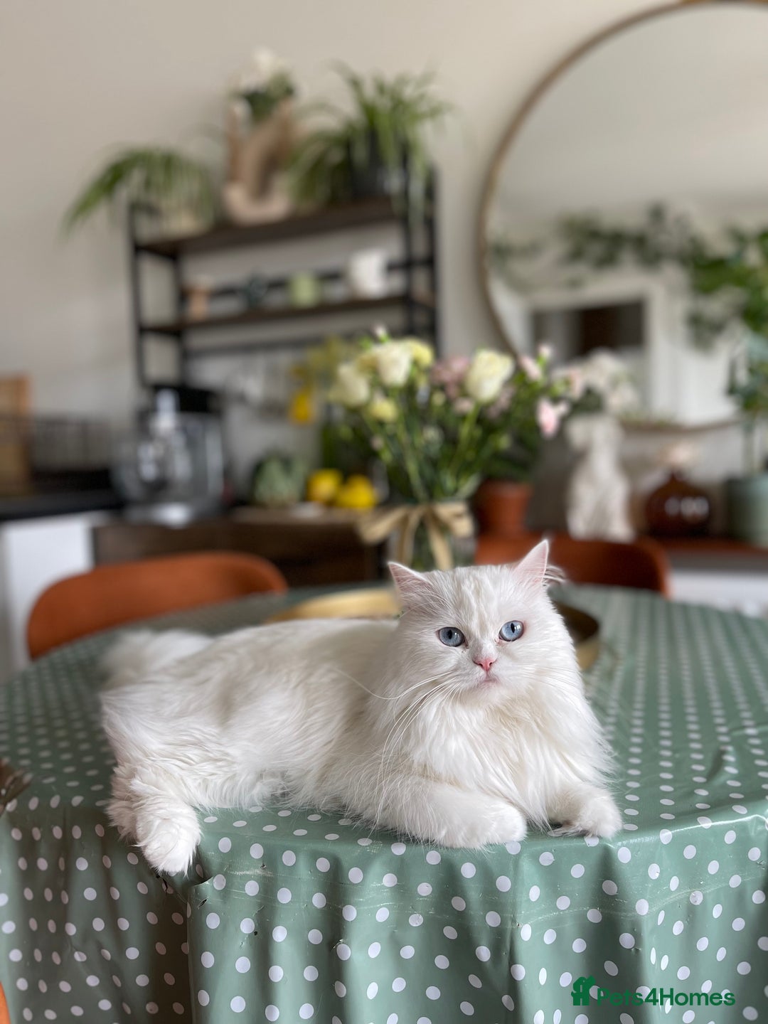 Persian cats for sale: Beautiful pedigree Chinchilla Persian cat - Image 7