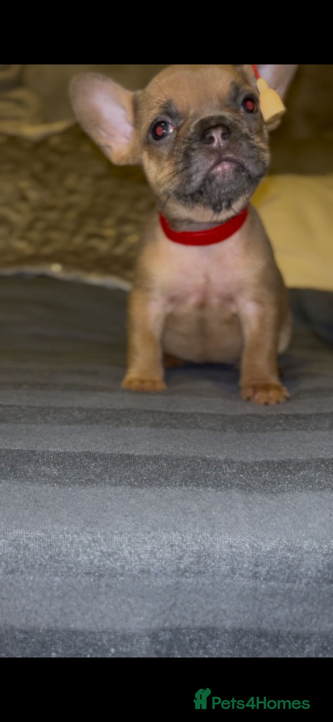 French Bulldog dogs for sale: Puppy frenchies - Advert 11