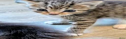 Mixed Breed cats for sale: Male & Female Kitten - Advert 3