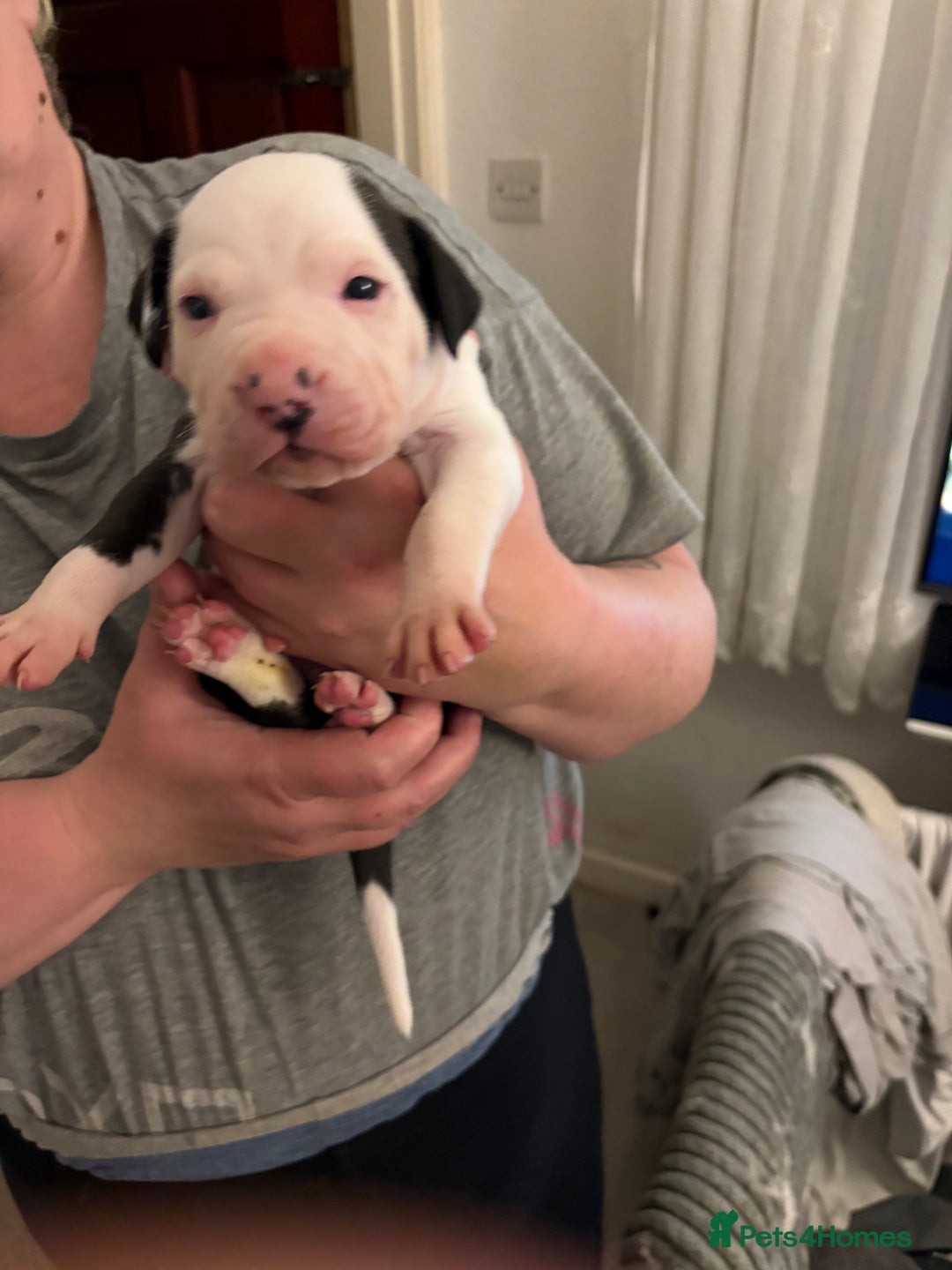 Mixed Breed dogs for sale: Staffie puppy’s  - Advert 6